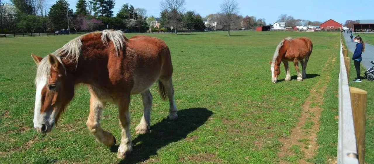 Horses grazing at Frying Pan Farm Park in the Herndon area.